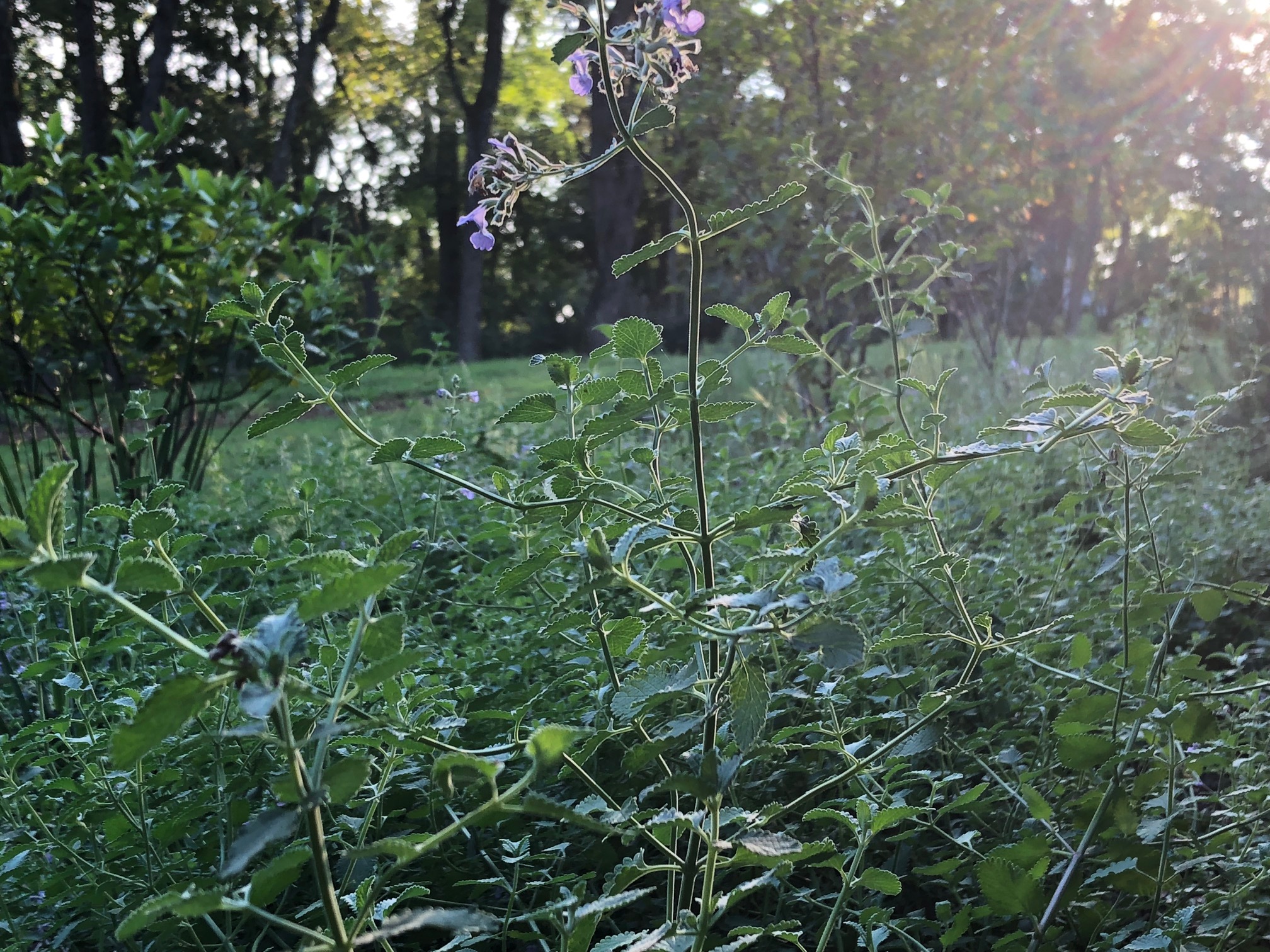 This gardener’s year